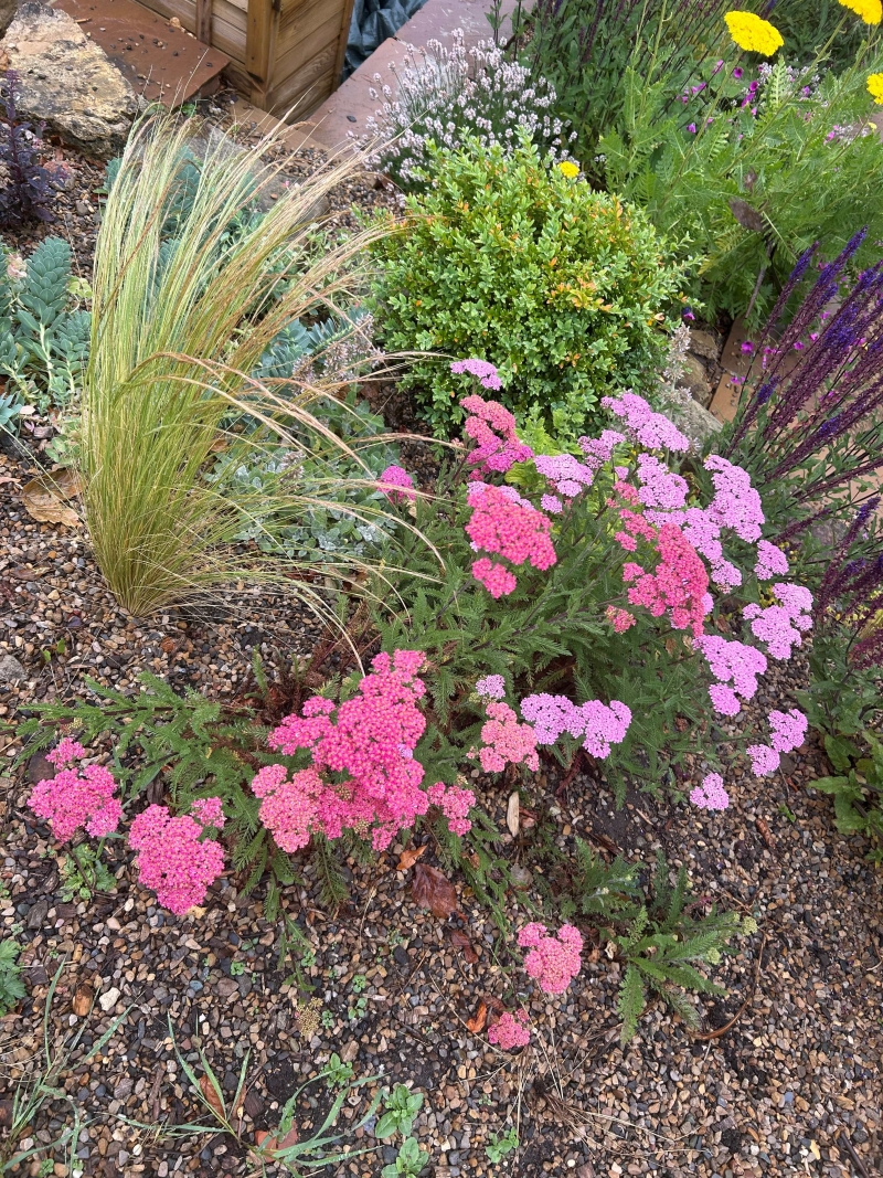 Our Sensory Garden